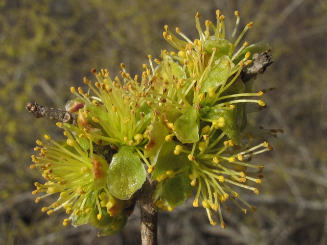 Forestiera acuminata (Eastern swamp privet) #47125