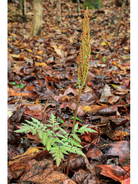 Botrychium dissectum (Cutleaf grapefern) #47127