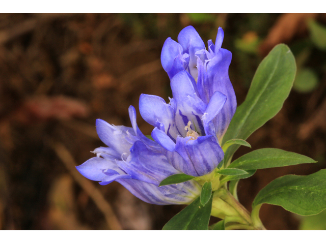 Gentiana saponaria (Harvestbells) #47128