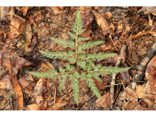 Botrychium dissectum (Cutleaf grapefern) #47131