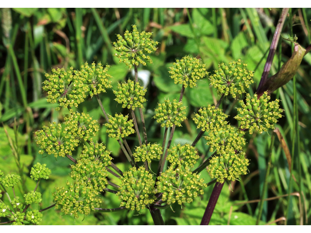 Angelica triquinata (Filmy angelica) #47140