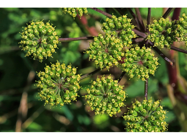 Angelica triquinata (Filmy angelica) #47143