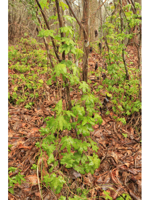 Lygodium palmatum (American climbing fern) #47154