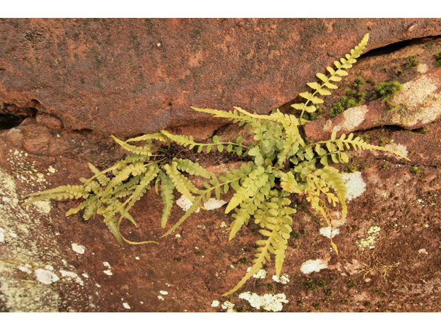 Asplenium pinnatifidum (Lobed spleenwort) #47160