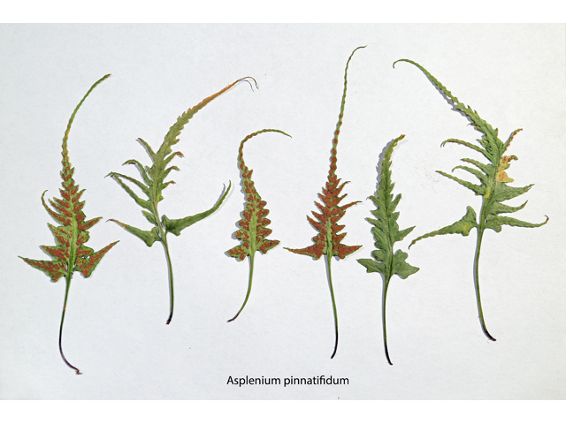 Asplenium pinnatifidum (Lobed spleenwort) #47161