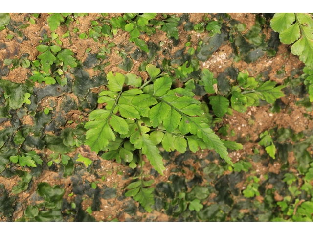 Asplenium abscissum (Cutleaf spleenwort) #47169