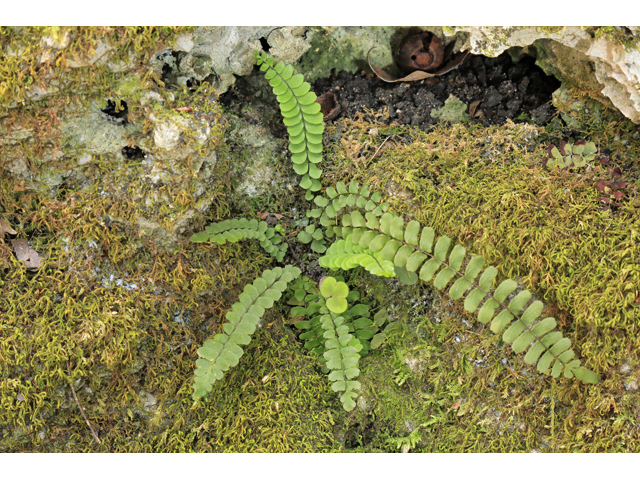 Asplenium heteroresiliens (Morzenti's spleenwort) #47171