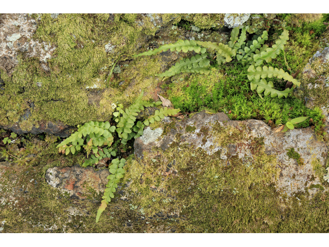 Asplenium kentuckiense (Kentucky spleenwort) #47172