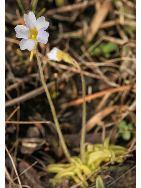 Pinguicula pumila (Small butterwort) #47176