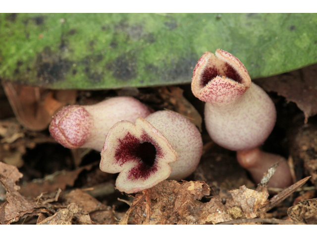 Hexastylis arifolia var. callifolia (Littlebrownjug) #47184