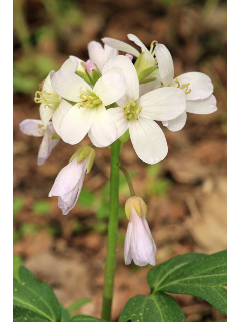 Cardamine concatenata (Cutleaf toothwort) #47185