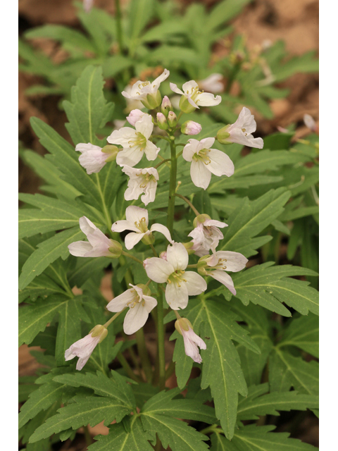 Cardamine concatenata (Cutleaf toothwort) #47186