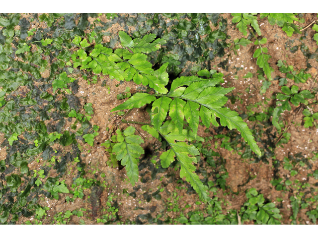 Asplenium abscissum (Cutleaf spleenwort) #47188