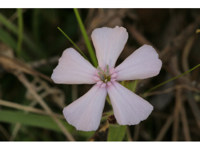 Silene caroliniana ssp. wherryi (Wherry's catchfly) #47204