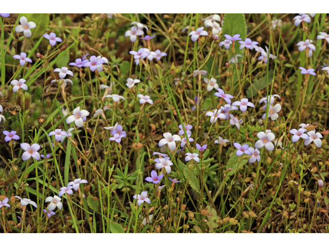 Houstonia pusilla (Tiny bluets) #47213