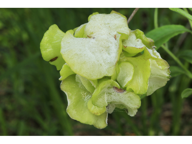 Rhododendron canescens (Mountain azalea) #47214