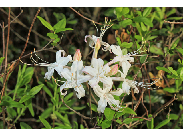 Rhododendron atlanticum (Dwarf azalea) #47218