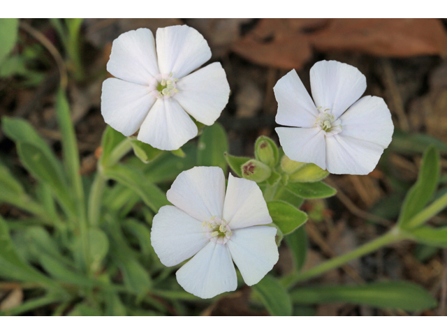 Silene caroliniana ssp. wherryi (Wherry's catchfly) #47225