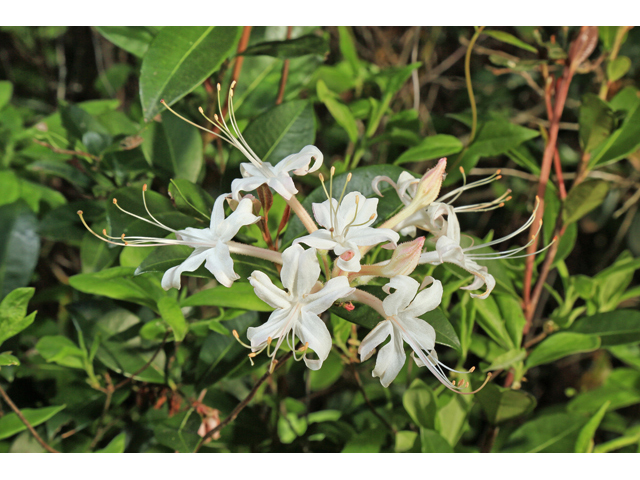 Rhododendron atlanticum (Dwarf azalea) #47233