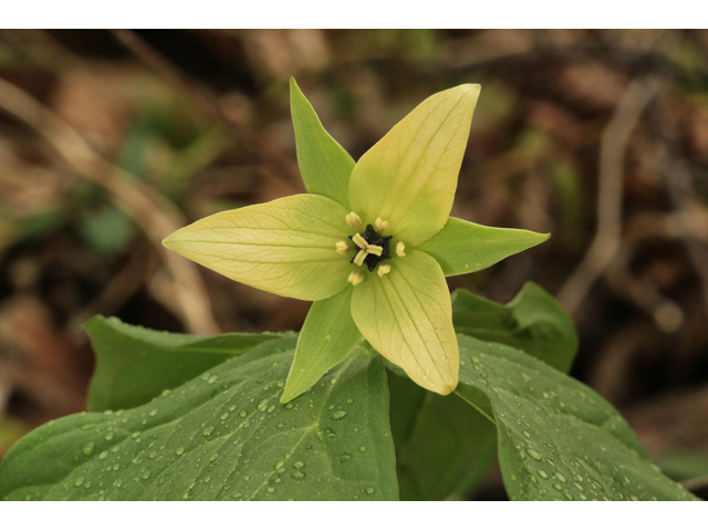 Trillium erectum (Red trillium) #47242