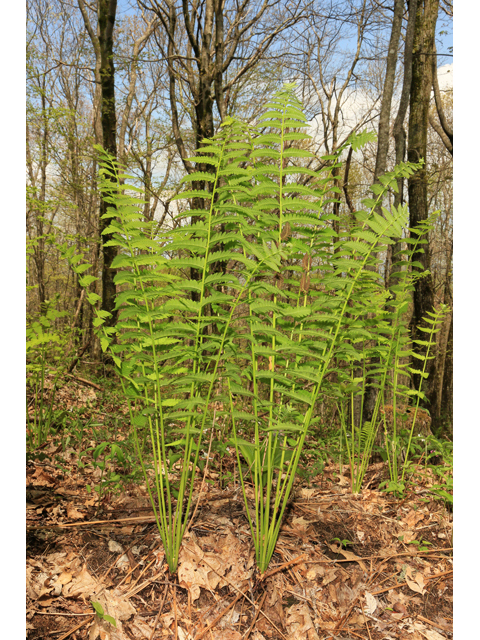 Osmunda claytoniana (Interrupted fern) #47245