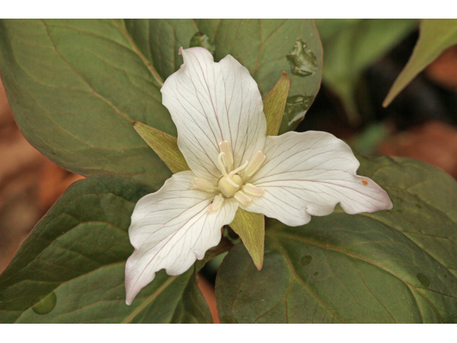 Trillium undulatum (Painted trillium) #47248