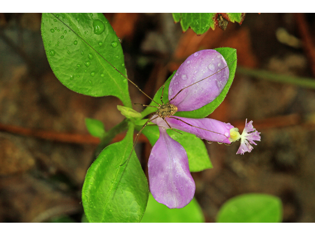 Polygala paucifolia (Gaywings) #47249