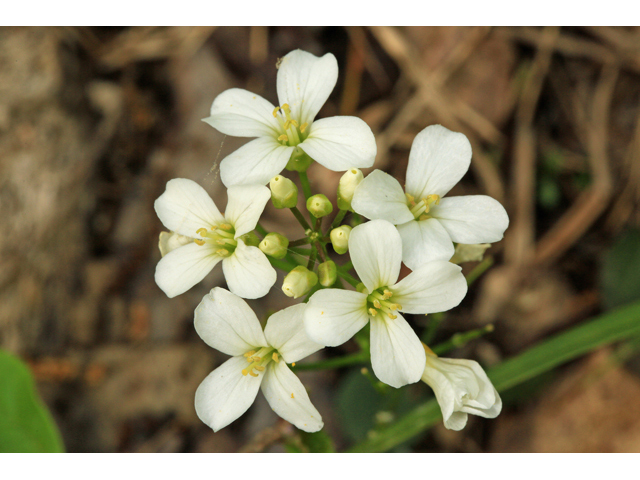 Cardamine bulbosa (Bulbous bittercress) #47255