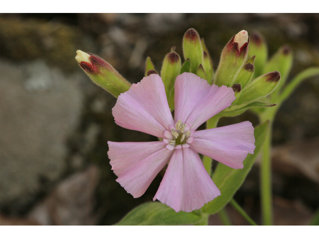 Silene caroliniana ssp. wherryi (Wherry's catchfly) #47256