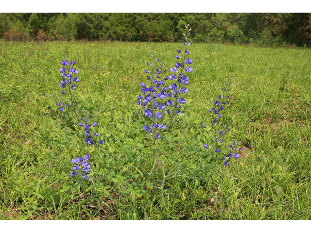 Baptisia australis var. australis (Blue wild indigo) #47261