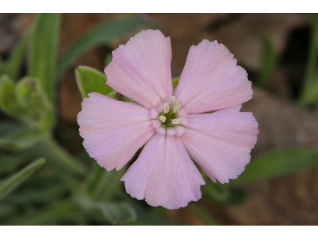 Silene caroliniana ssp. wherryi (Wherry's catchfly) #47262