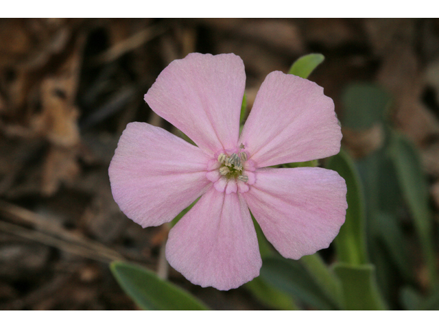 Silene caroliniana ssp. wherryi (Wherry's catchfly) #47263