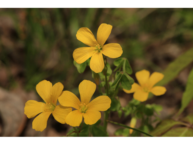 Oxalis priceae (Tufted yellow woodsorrel) #47273