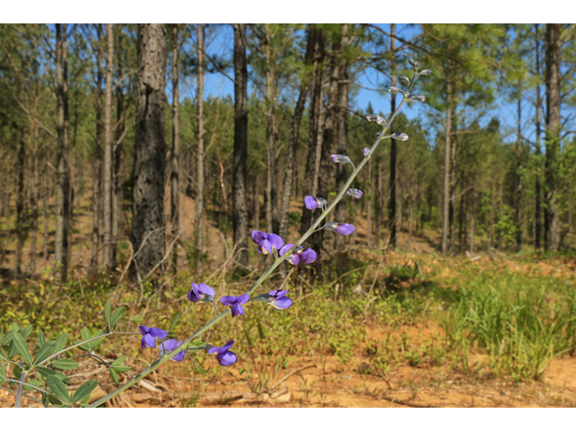 Baptisia australis var. australis (Blue wild indigo) #47274