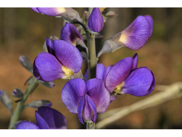 Baptisia australis var. australis (Blue wild indigo) #47277