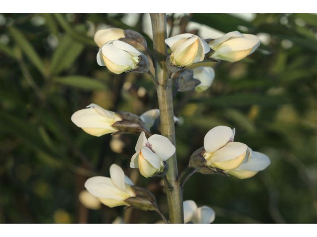 Baptisia albescens (Spiked wild indigo) #47278