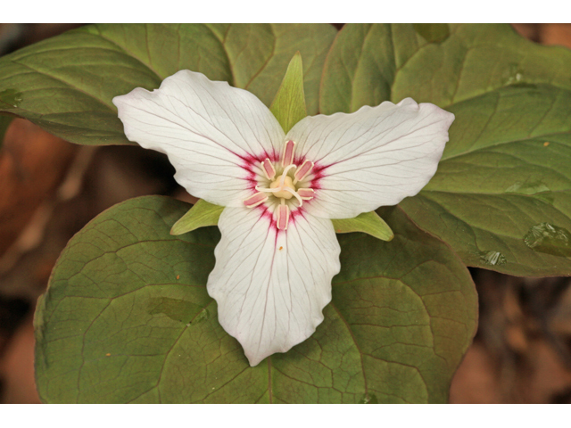 Trillium undulatum (Painted trillium) #47280