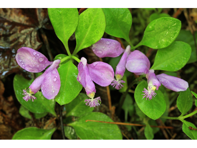 Polygala paucifolia (Gaywings) #47281