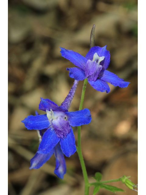 Delphinium tricorne (Dwarf larkspur) #47285