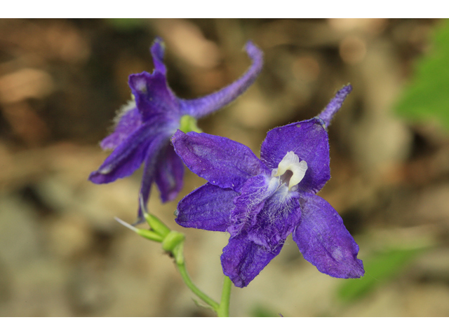 Delphinium tricorne (Dwarf larkspur) #47286