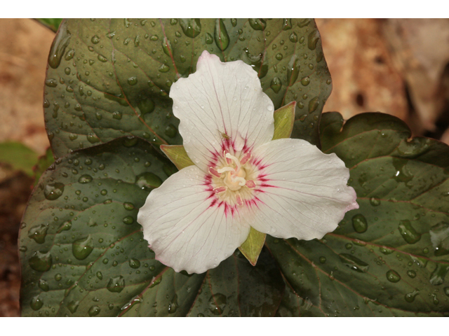 Trillium undulatum (Painted trillium) #47289