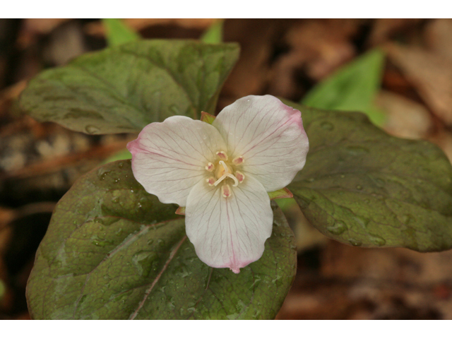 Trillium undulatum (Painted trillium) #47290