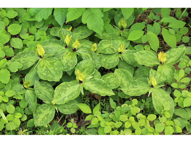 Trillium lancifolium (Lanceleaf wake-robin) #47291