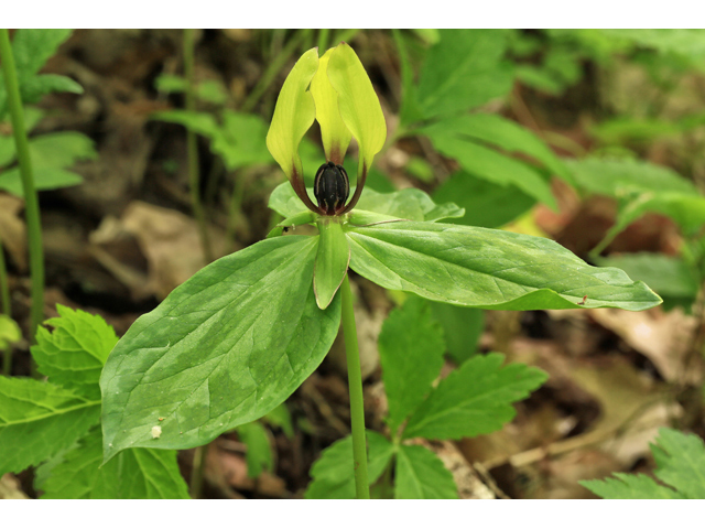 Trillium lancifolium (Lanceleaf wake-robin) #47292