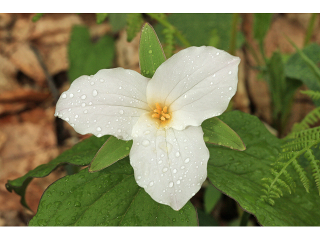 Trillium grandiflorum (White wake-robin) #47293