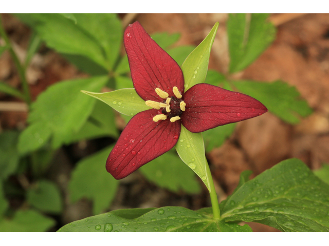 Trillium erectum (Red trillium) #47298