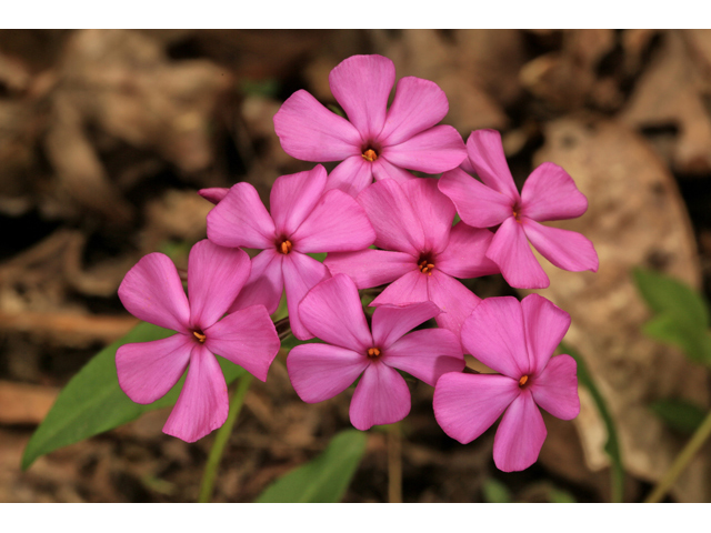 Phlox latifolia (Wideflower phlox) #47301