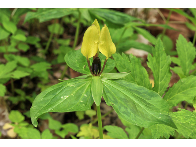 Trillium lancifolium (Lanceleaf wake-robin) #47302