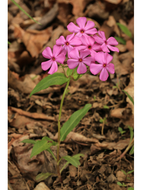 Phlox latifolia (Wideflower phlox) #47305