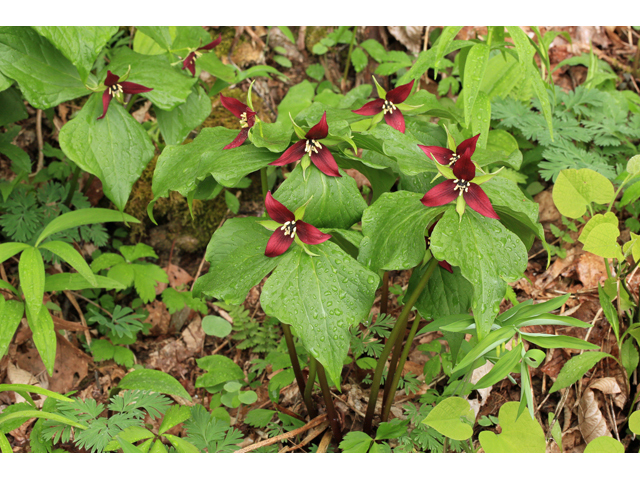 Trillium erectum (Red trillium) #47306